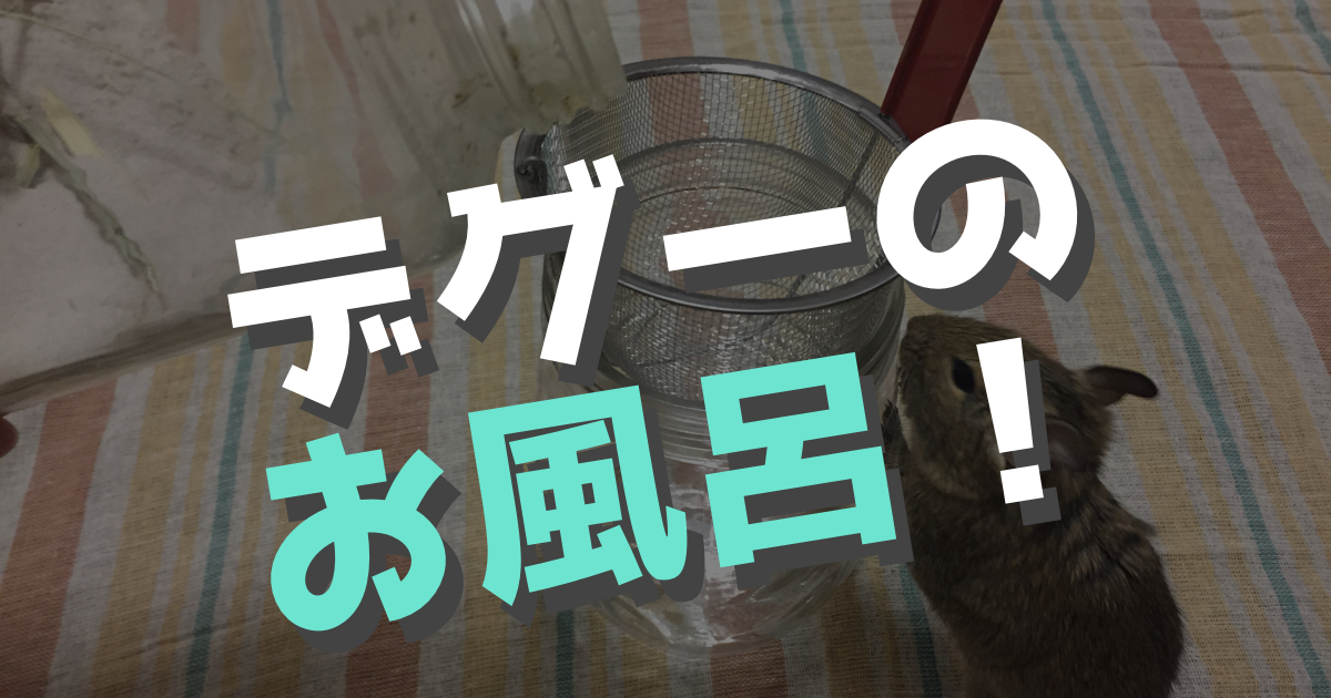 デグーのお風呂である砂浴びについて徹底解説