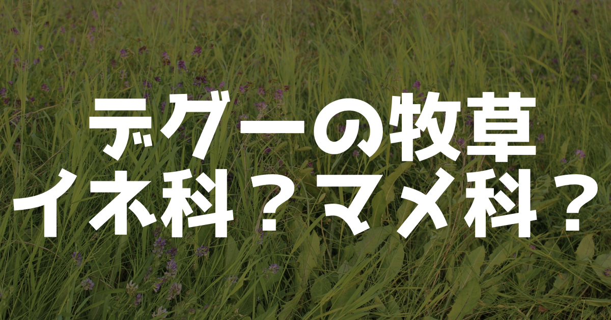 デグー用の牧草「アルファルファ」について徹底解説