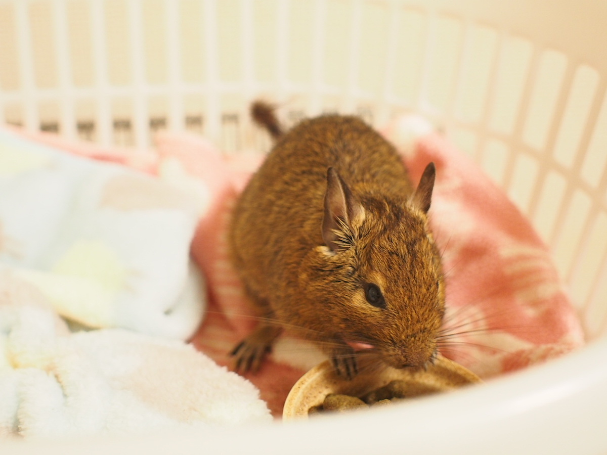 かごの中に入るデグー