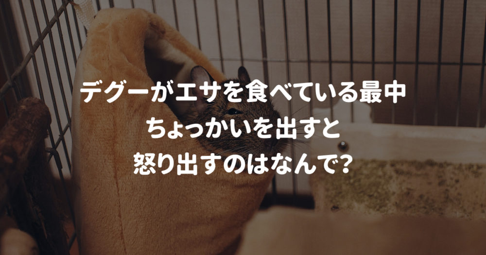 デグーが餌を食べている最中ちょっかい出すと怒るのなんで？