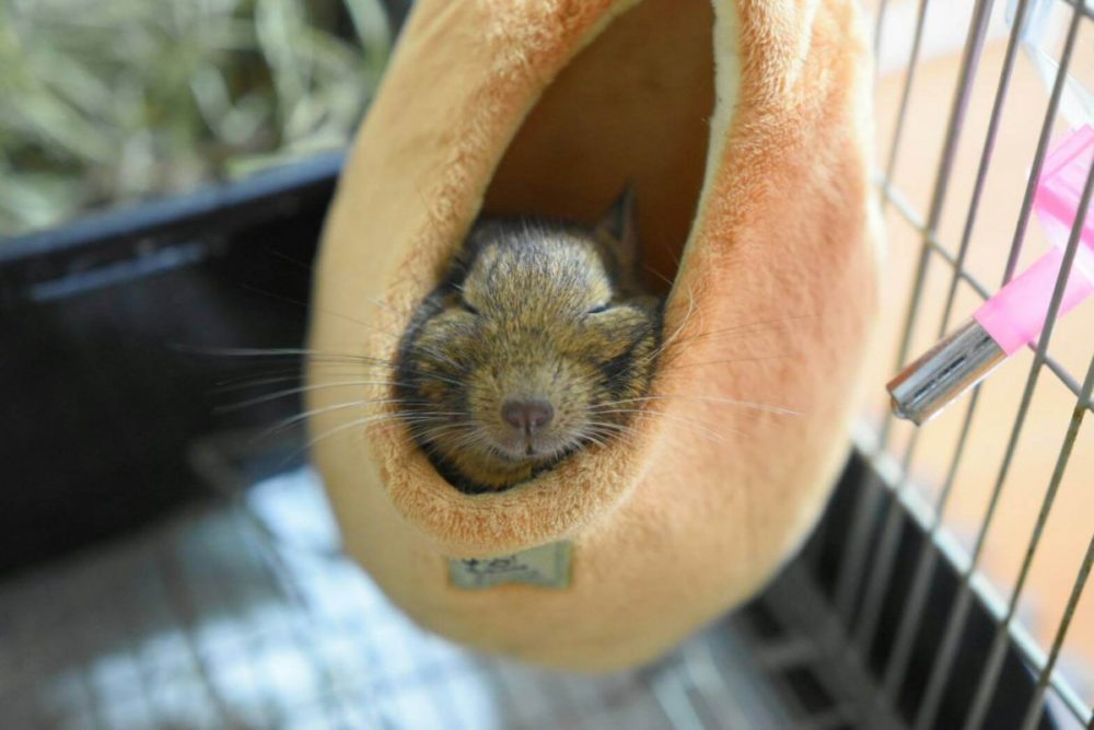 デグーの飼い方について徹底解説します！とっても懐き可愛い、人気の動物です！